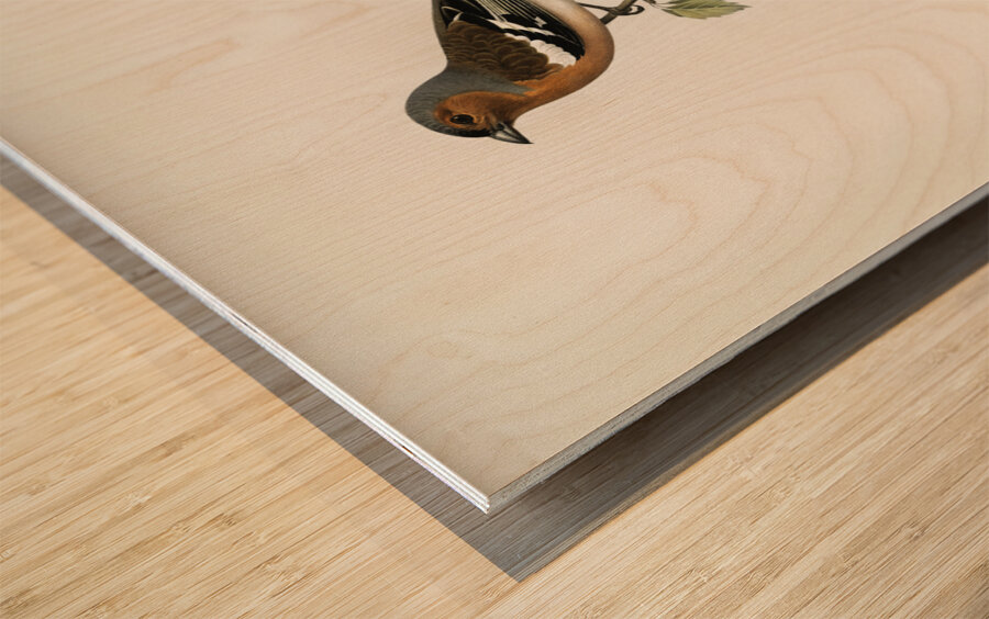 Chaffinch male Fringilla coelebs Wood print