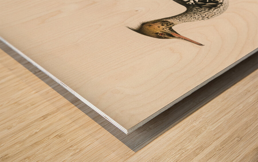 Mergus serrator Wood print