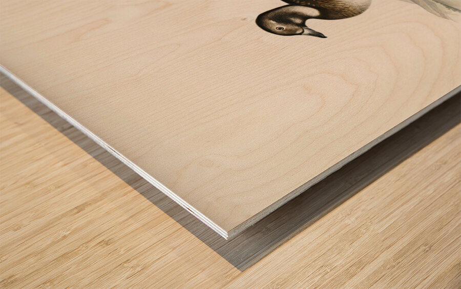 Long-tailed Duck Harelda hyemalis Wood print