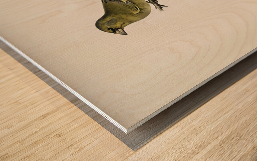 Chloris Chloris Wood print