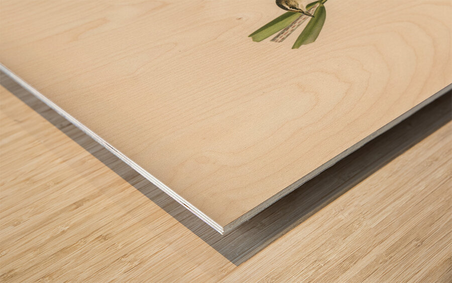 Sedge warbler Acrocephalus schoenobaenus Wood print