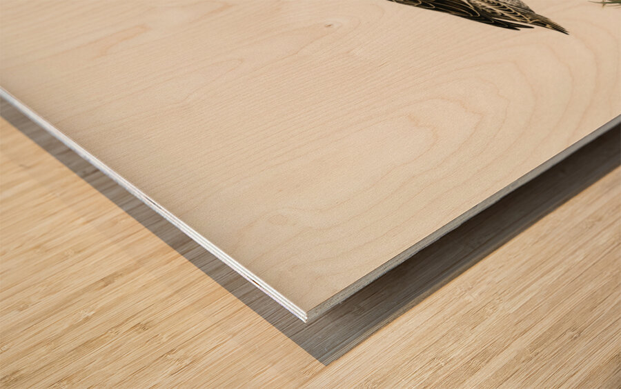 Pintail Anas acuta Wood print