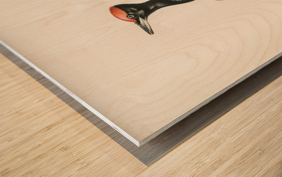 Dryocopus martius Wood print