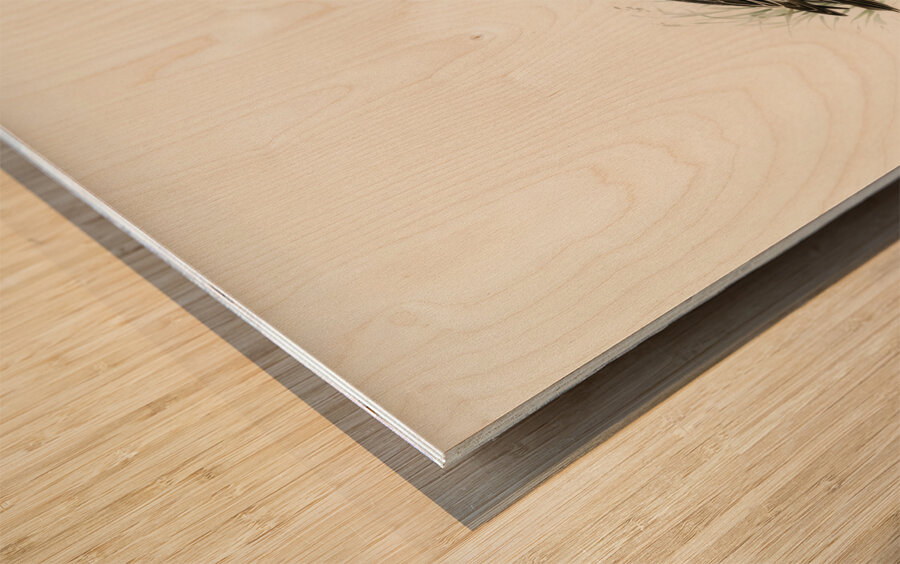 Eurasian wigeon Anasmereca penelope. Wood print