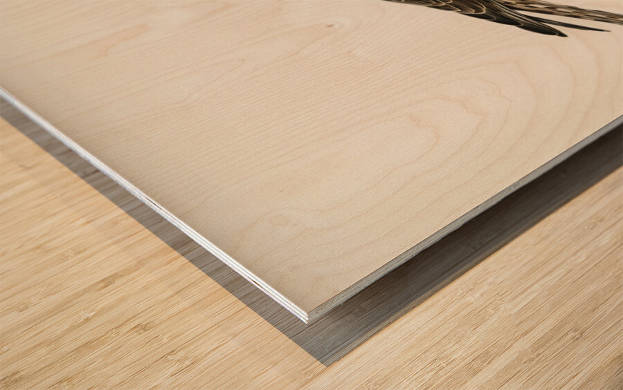 Hen Harrier female Circus cyaneus Wood print