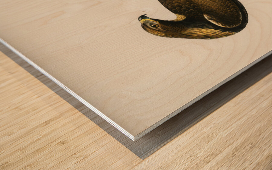 Golden Eagle Aquila chrysaetos Wood print