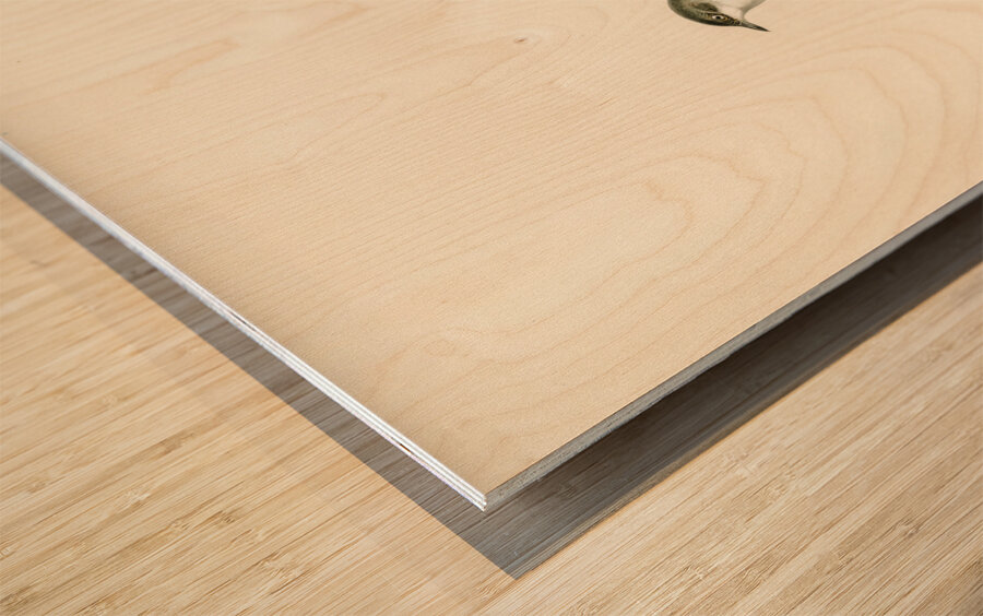 Sylvia curruca Lesser whitethroat Wood print