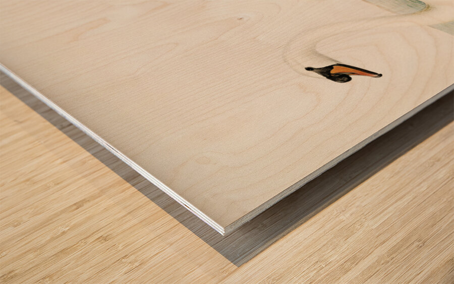 Mute Swan male Cygnus olor Wood print