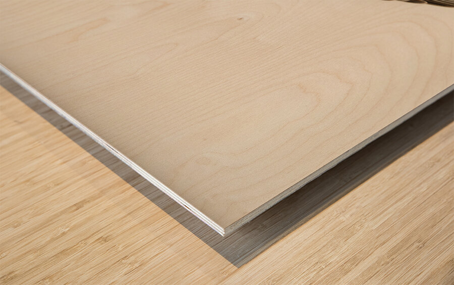 Pale Harrier Pallid Harrier female Circus macrourus Wood print