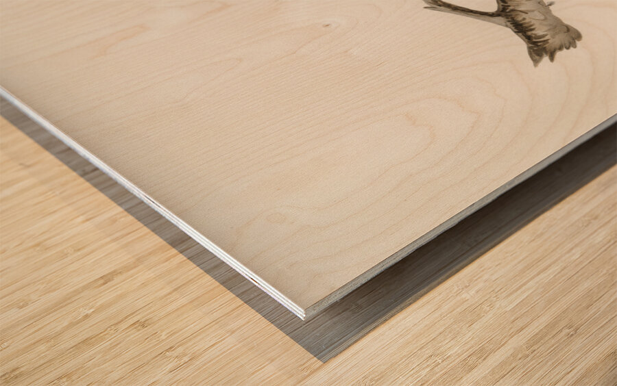 Marsh Harrier Circus aeruginosus Wood print