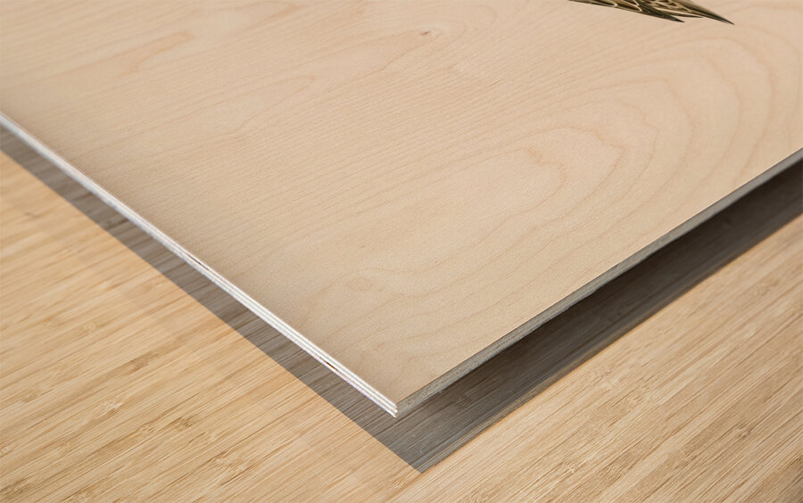 Northern Pintail Anasdafila acuta Wood print