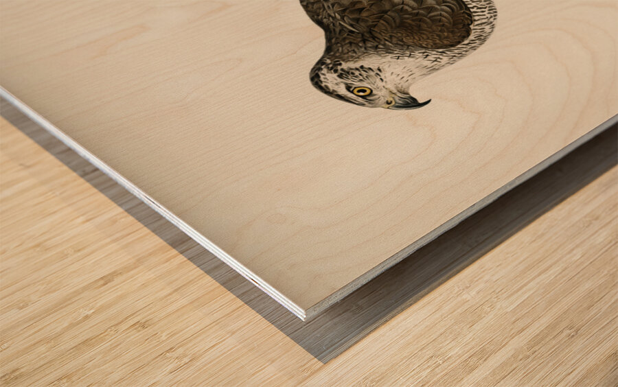 Goshawk female Accipiter gentilis Wood print