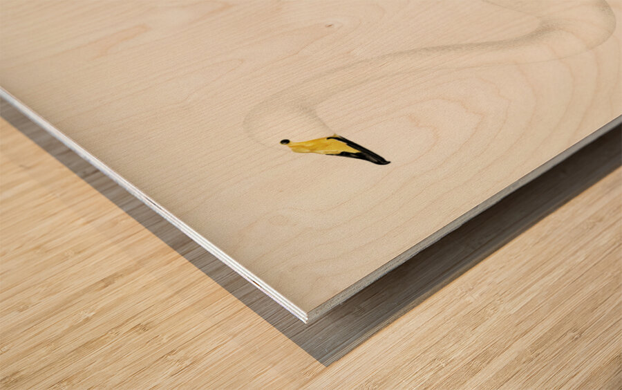 Whooper Swan Cygnus cygnus Wood print