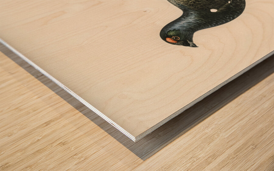 Black grouse Lyrurus tetrix Wood print