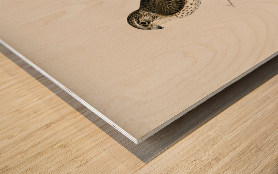 Tawny pipit Anthus campestris Wood print