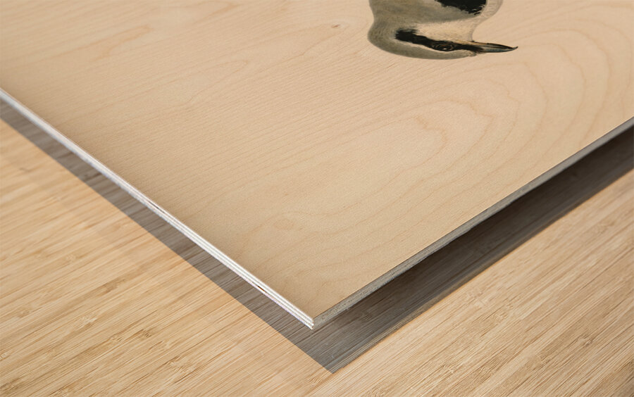 Great Grey Shrike Lanius excubitor Wood print