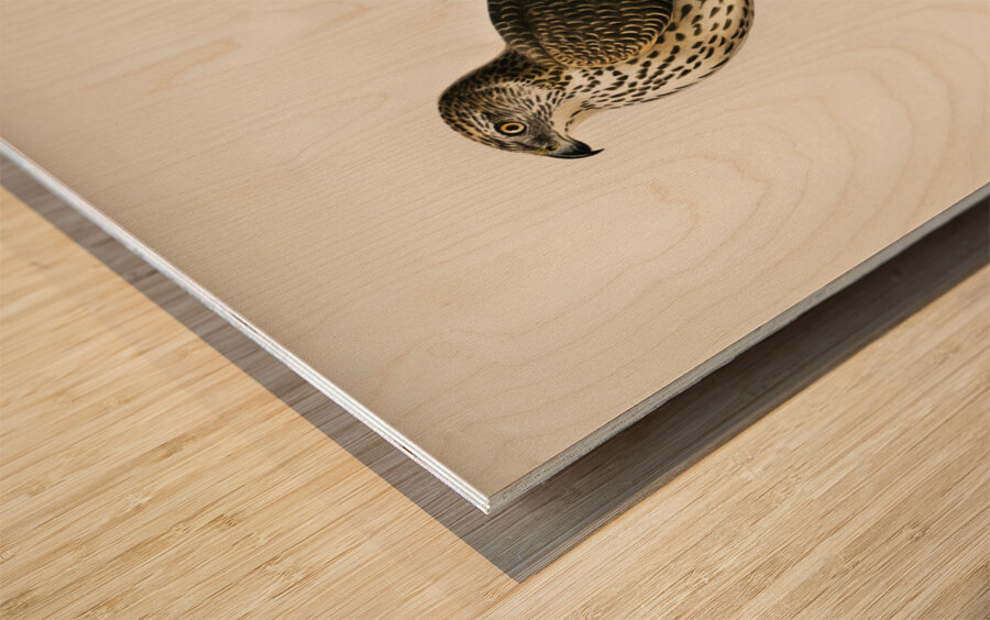 Goshawk Accipiter gentilis Wood print