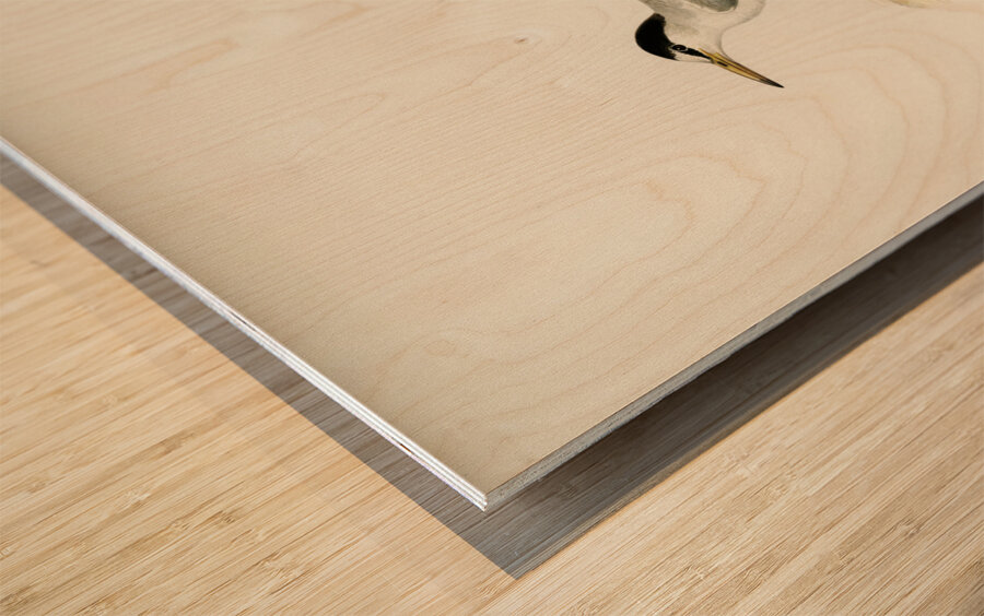 Little tern Sterna albifrons Wood print