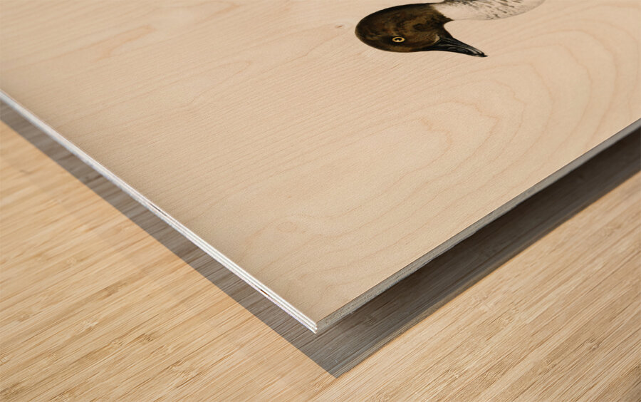 Goldeneye male Bucephala clangula Wood print