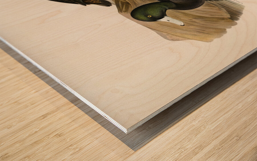 Greater Scaup Scaup Nyroca marila Wood print