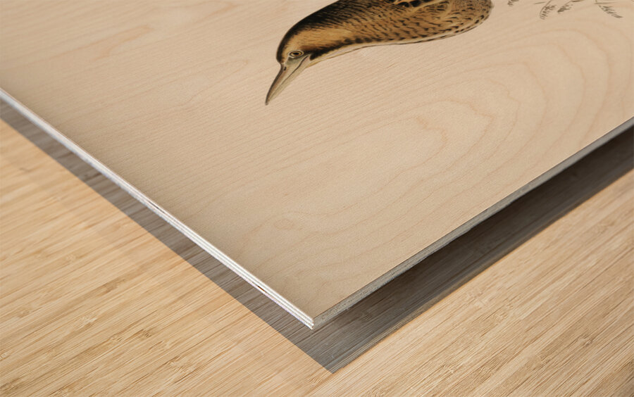 Bittern Botaurus stellaris Wood print
