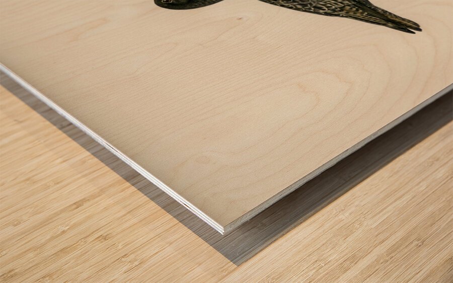 Spotted redshank Totanus erythropus Wood print