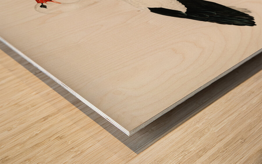 White stork ♀ Ciconia ciconia Wood print