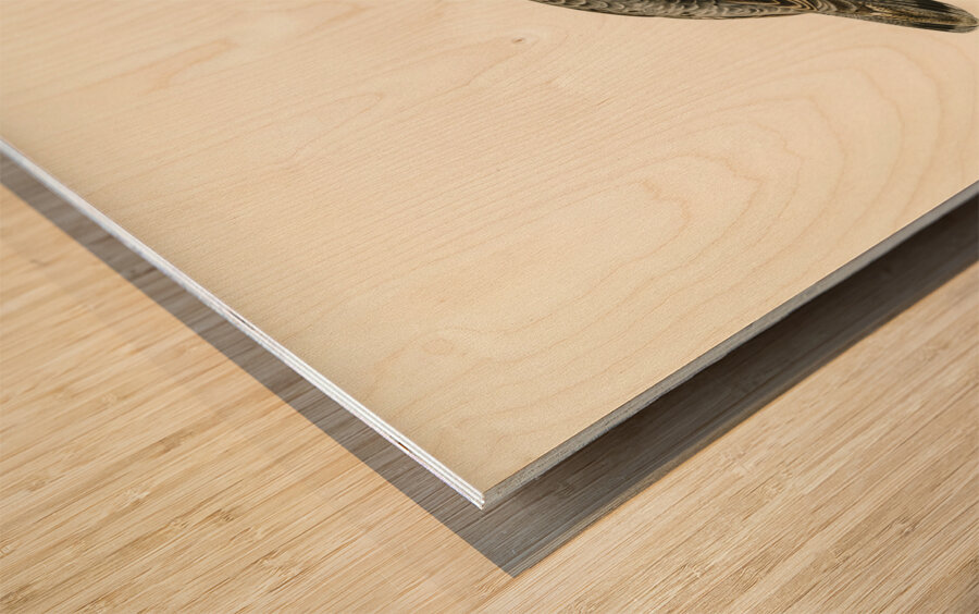 Hazel grouse Tetrastes Bonasia Wood print