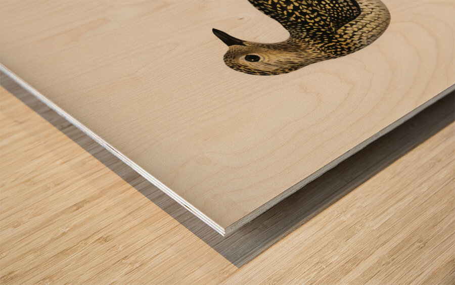 European Golden-Plover charadrius pluvialis apricarius Wood print