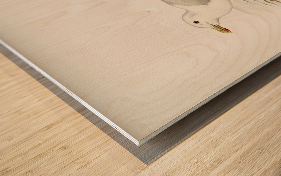 Glaucous gull ♂ Larus hyperboreus Wood print