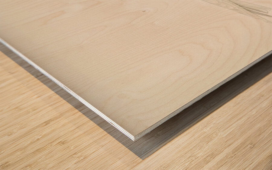 Ivory gull Pagophila eburnea Wood print