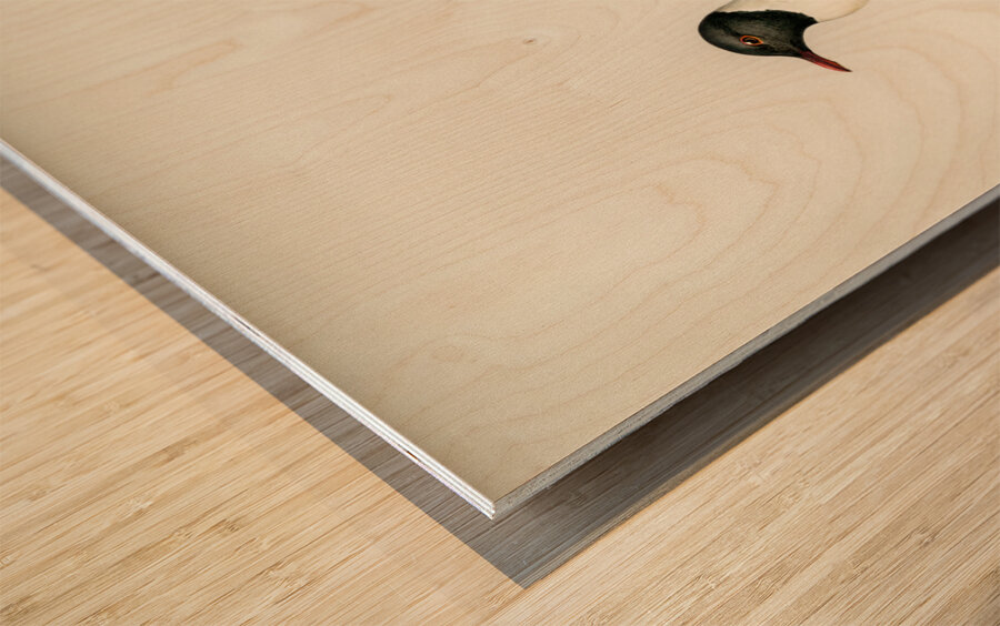 Little gull Larus minutus Wood print