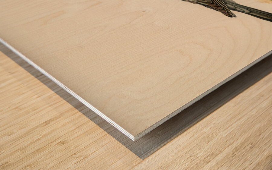 Little gull Larus minutus Wood print