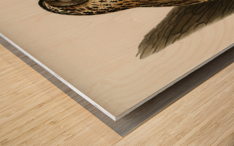 Little gull Larus minutus Wood print