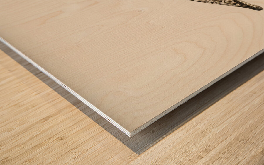 Grey plover Squatarola squatarola Wood print