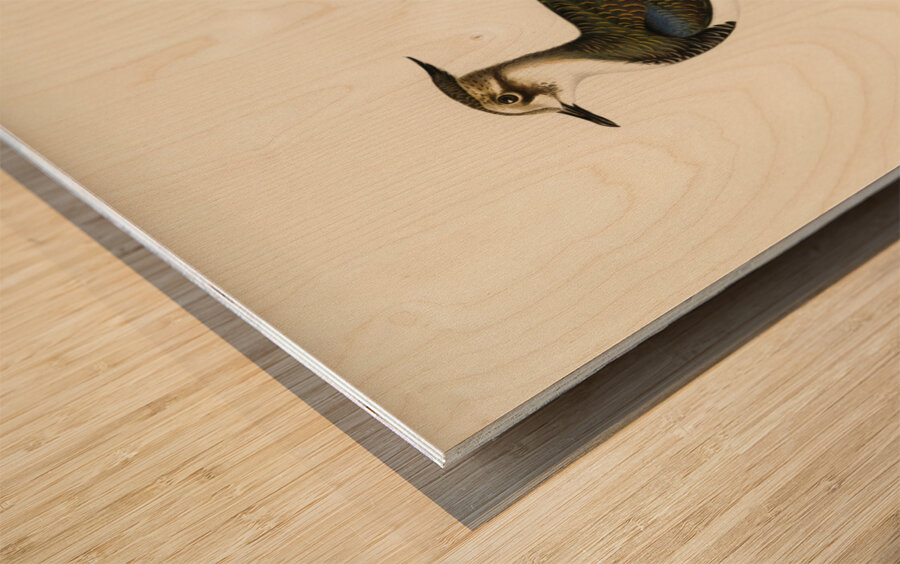 Nortnern lapwing vanellus vanellus Wood print