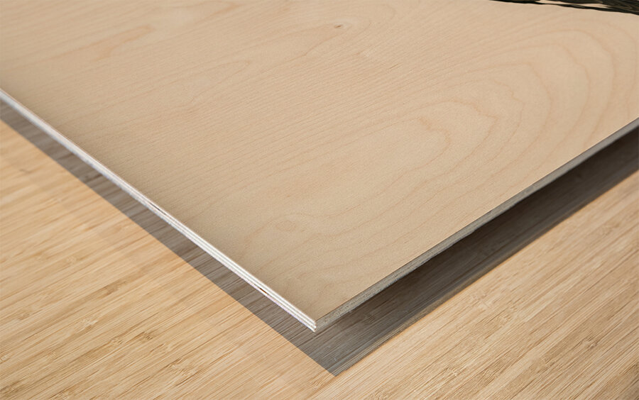 Eurasian oystercatcher ♀ Haematopus ostralegus Wood print