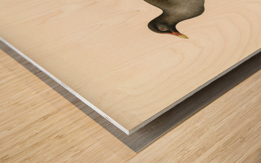 Common moorhen gallinula chloropus Wood print