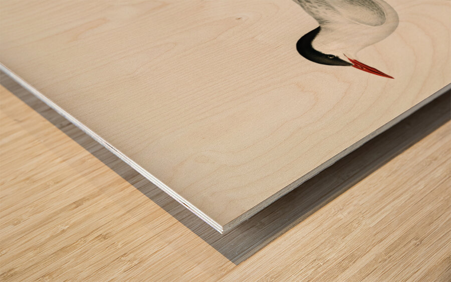 Arctic tern Sterna paradisaea Wood print