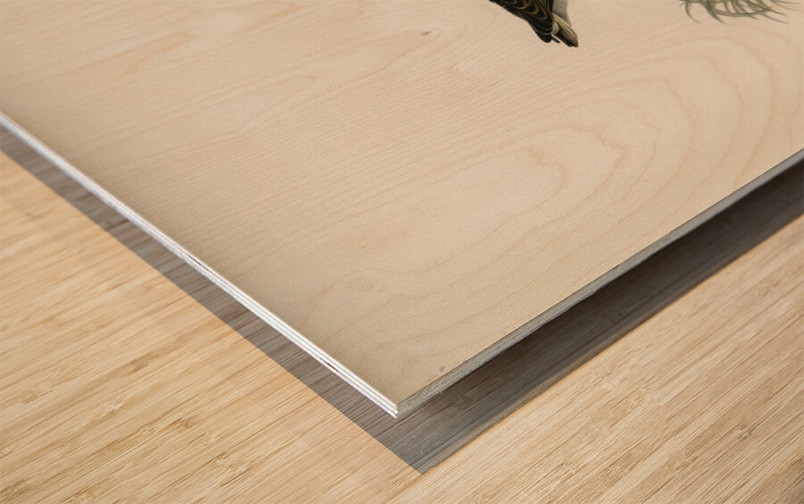 Little stint tringa minuta Wood print