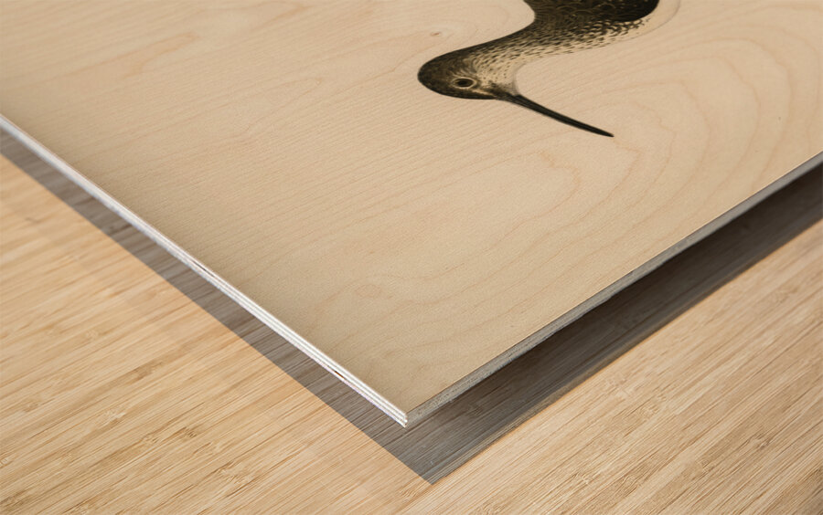 Green Sandpiper Totanus ochropus Wood print