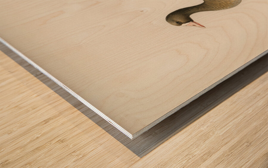 Greater White-fronted Goose Anser albifrons Wood print