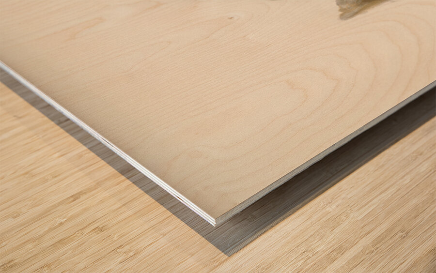 Merlin male Falco aesalon Wood print