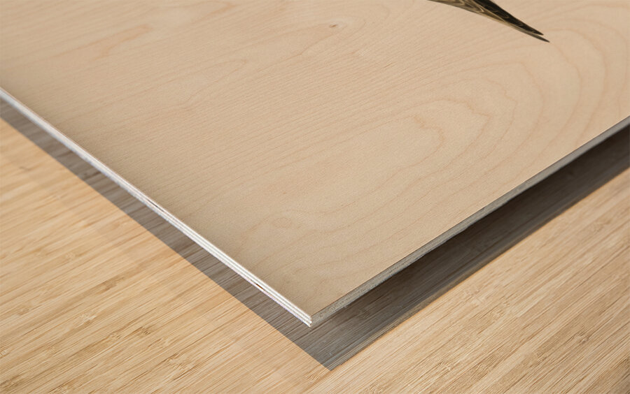 Kentish Plover charadrius alexandrinus ♂ Wood print