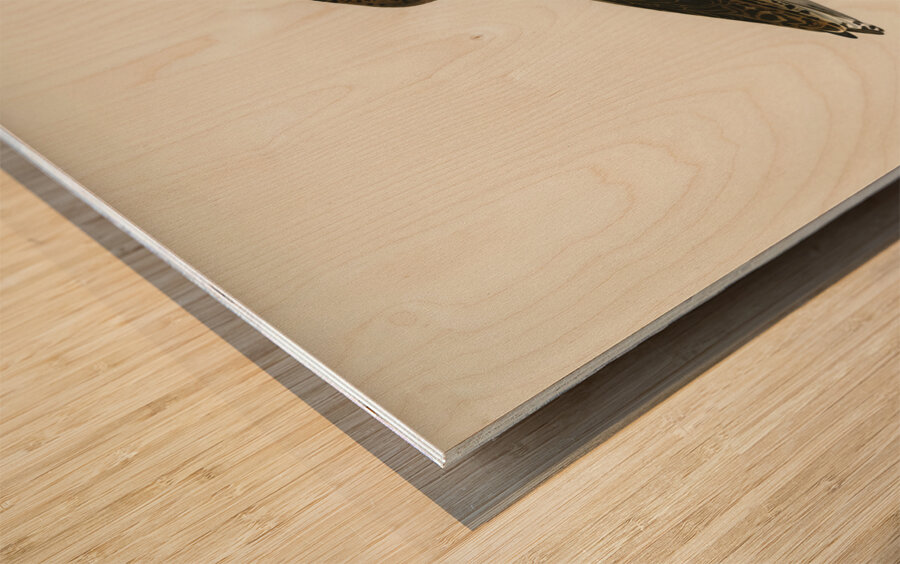 Ruff Pavoncella pugnaxr Wood print