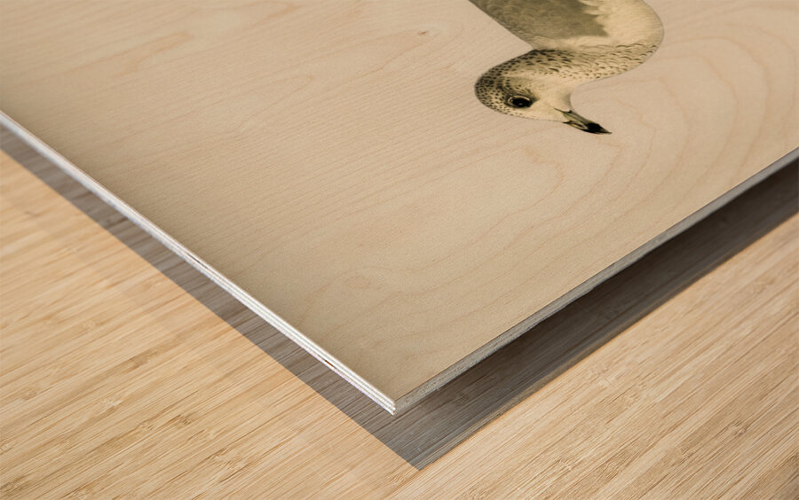 Common gull Larus canus Wood print