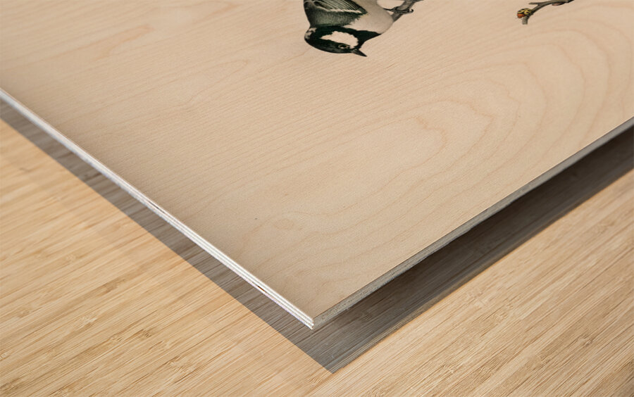 Coal Tit Parus Ater and Marsh Tit Parus Palustris Wood print