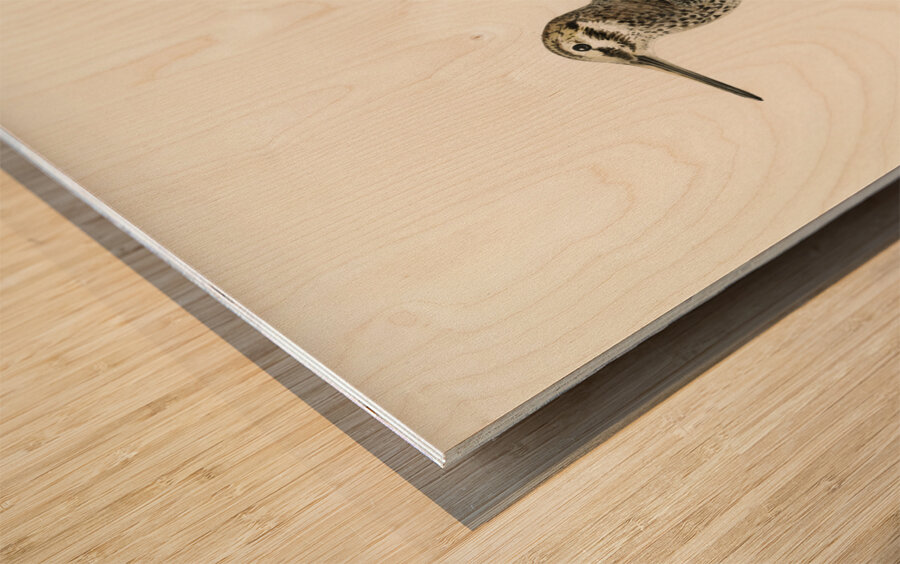 Jack snipe Lymnocryptes minimus Wood print