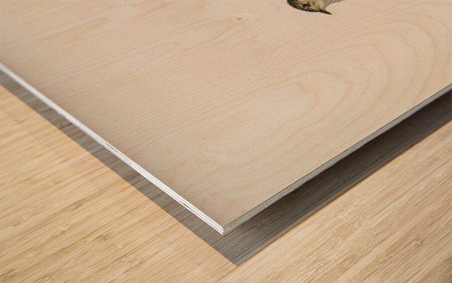 Pied Flycatcher Muscicapa atricapilla Wood print