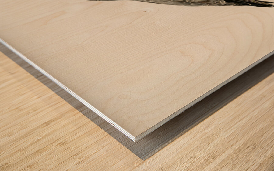 Hen Harrier male Circus cyaneus Wood print